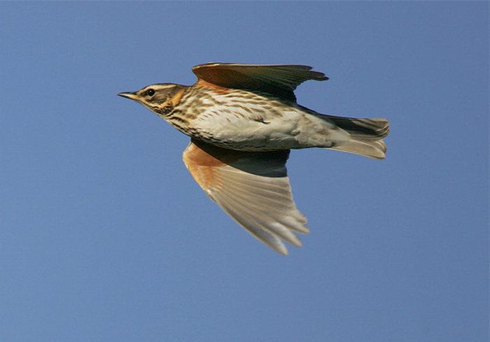 Tordo Sassello: Lo Stato di Conservazione della Specie è Ufficialmente Migliorato Tordo Sassello: Lo Stato di Conservazione della Specie è Ufficialmente Migliorato