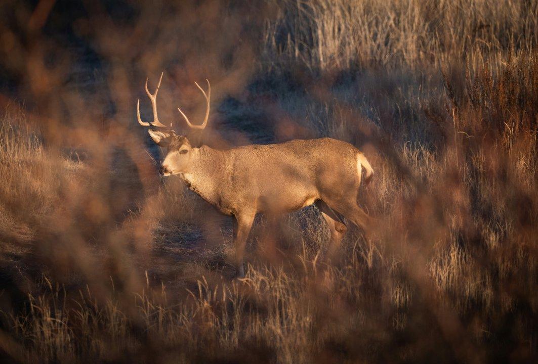 Arkansas Alternative Firearms Deer Hunting Season Opens October 2025: What Hunters Need to Know Arkansas Alternative Firearms Deer Hunting Season Opens October 2025: What Hunters Need to Know