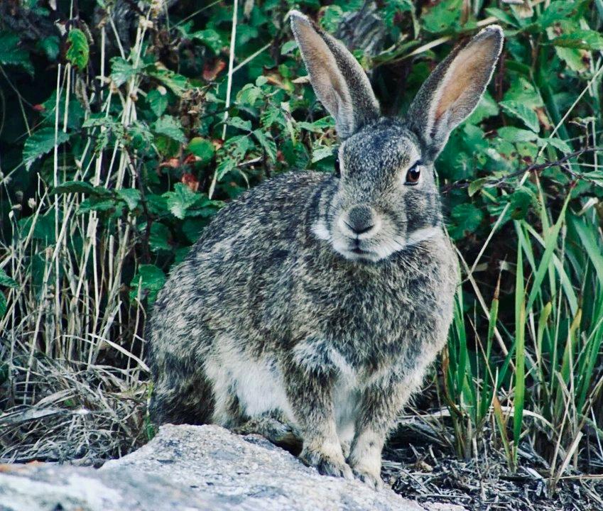 КРОЛИК ДИКИЙ: описание, охота на дикого кролика, повадки, методы, трофеи и правила, фото. КРОЛИК ДИКИЙ: описание, охота на дикого кролика, повадки, методы, трофеи и правила, фото.