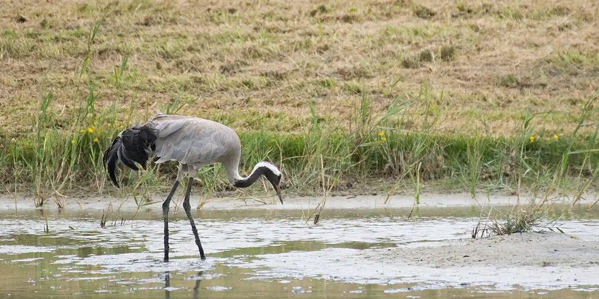 Marne: une hécatombe inédite frappe les grues cendrées, victimes de la grippe aviaire  Marne: une hécatombe inédite frappe les grues cendrées, victimes de la grippe aviaire