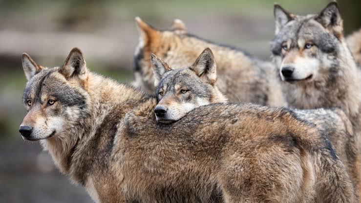 Attacchi di Lupi in Trentino: Bovini Feriti e la Decisione di Rimuovere gli Esemplari "Problematici" Attacchi di Lupi in Trentino: Bovini Feriti e la Decisione di Rimuovere gli Esemplari "Problematici"