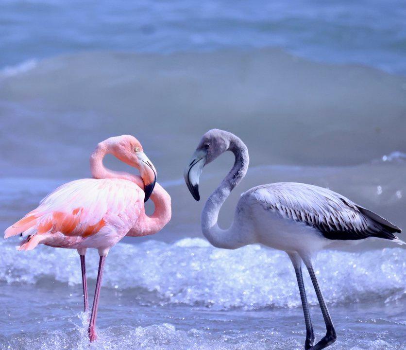 Fenicotteri in Italia: L'Impatto Negativo sulle Zone Lagunari e Vallive Fenicotteri in Italia: L'Impatto Negativo sulle Zone Lagunari e Vallive