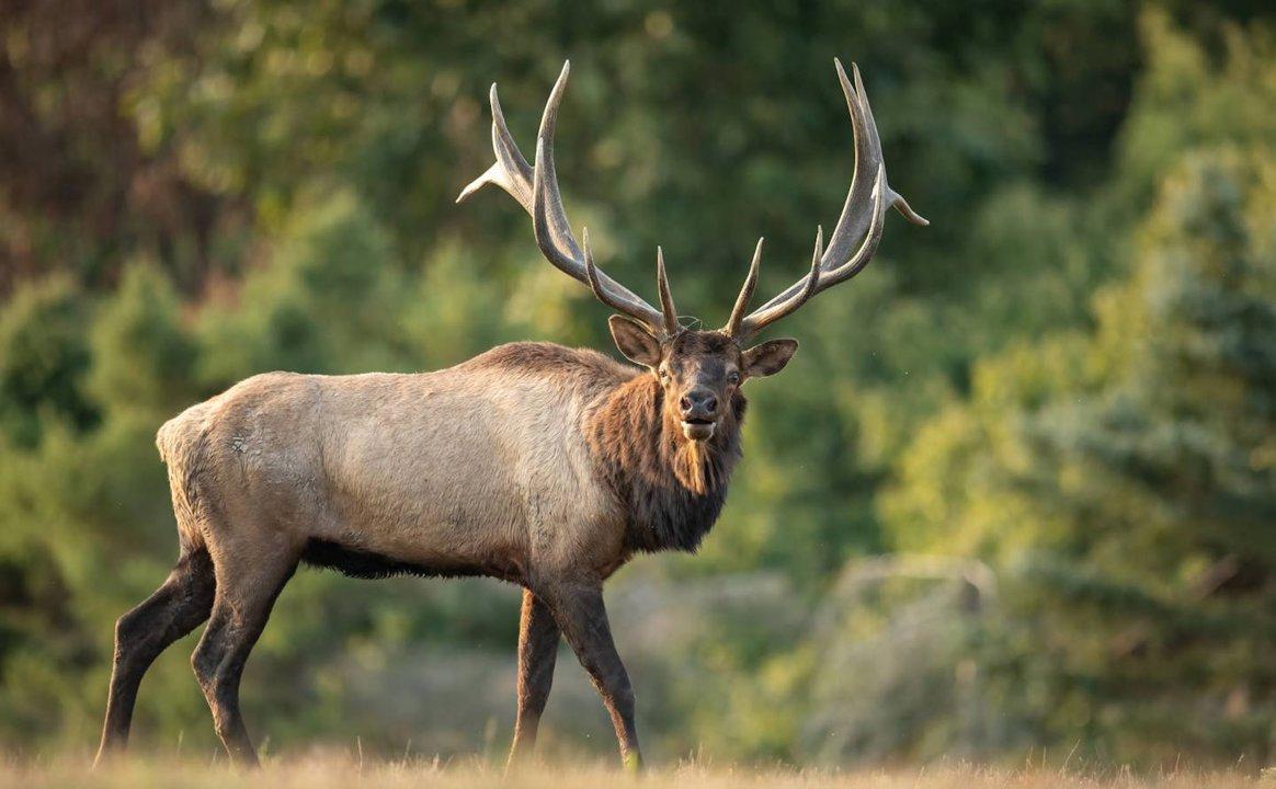Assiniboia Man Charged with Illegal Elk Hunting in Northern Saskatchewan Assiniboia Man Charged with Illegal Elk Hunting in Northern Saskatchewan