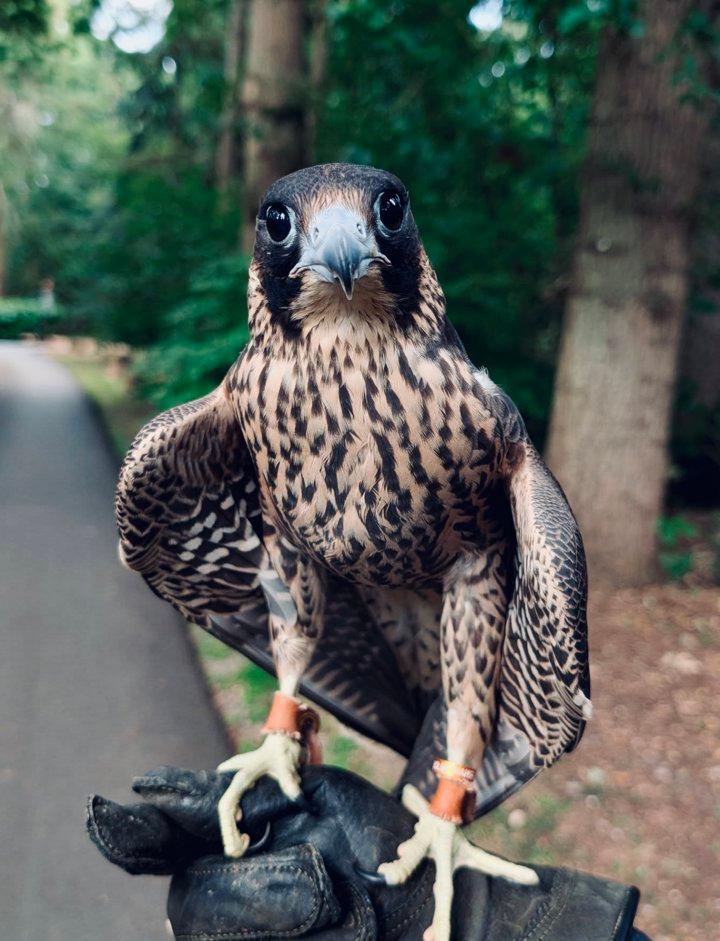 Falconry Schools and Training Centers in the United Kingdom (UK): A Complete Guide for Aspiring Falconers
If you’re serious about falconry in the UK, this guide covers e