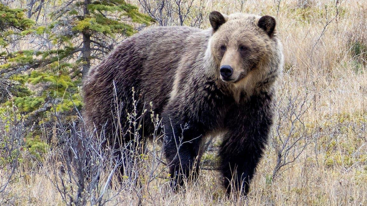 Alberta confirms first grizzly bear killed under new Wildlife Management Responder Network  Alberta confirms first grizzly bear killed under new Wildlife Management Responder Network