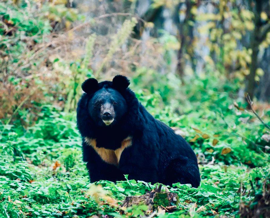 МЕДВЕДЬ ГИМАЛАЙСКИЙ: описание, охота на гималайского медведя, методы, оружие, трофей, лицензия.
1. Введение: что за зверь ГИМАЛАЙСКИЙ?
Гималайский медведь (Ursus thibet