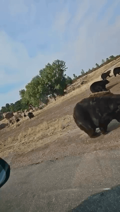 Yes, black bears (Ursus americanus ) and brown bears (Ursus arctos ), which include grizzly bears in North America, can live together in the same regions in Canada. Typic