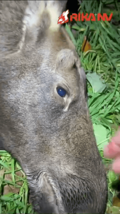 Successful moose hunting in Belarus: Ilya Zuyenok's experience
Ilya Zuyenok shared impressive results of moose hunting in the picturesque lands of Belarus. The purpose o
