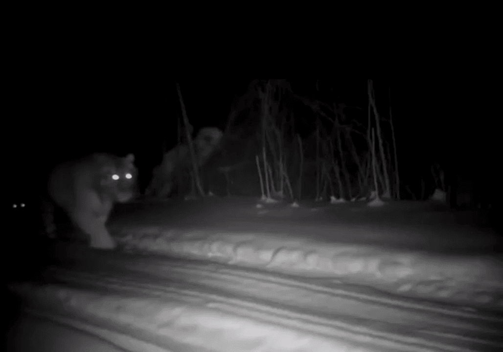 Amur Tiger in Russia
The number of Amur tigers in the East of Russia has increased significantly since the protection program was launched 15 years ago. And apparently t