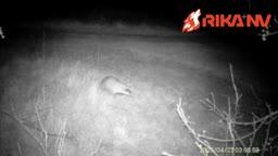 Pavel Volodko caught an unusual visitor to the bait on his camera trap! 🦡📸
Our team has camera traps set up in a large number of farms in Russia and Belarus, which all