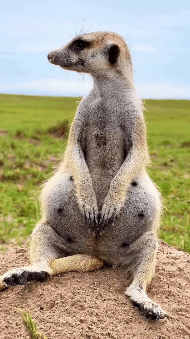 Meerkats live in arid and desert areas of South Africa, west of Lake Chad, north of the Orange River, including the Kalahari Desert. Some countries where you can find the