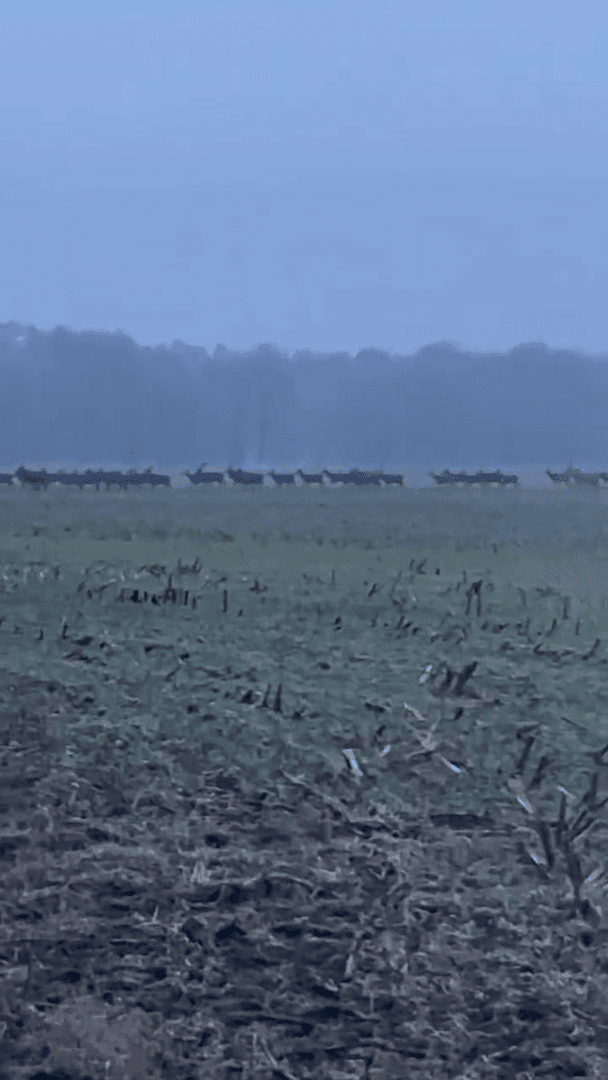 El Ciervo. Cervus elaphus hispanicus.
En España, en la provincia de Castilla y León, la cosecha de manzanas ha disminuido en medio millón de kilos debido a los daños ca