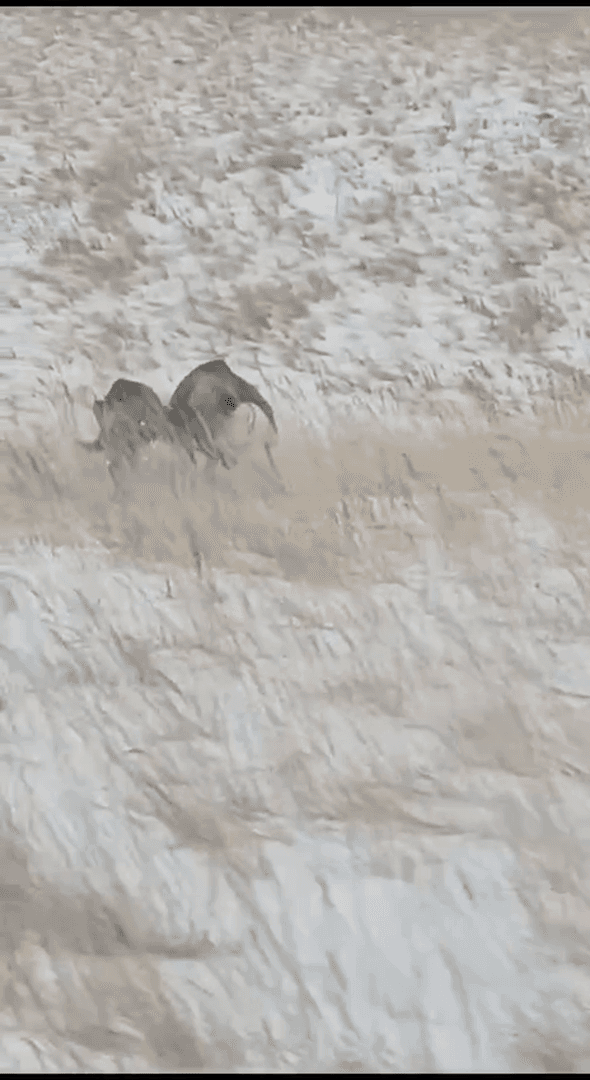 The Arharas clung to each other's horns