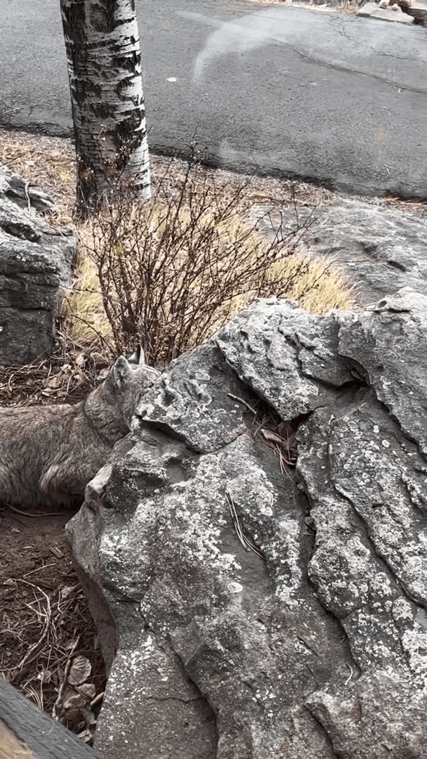 Lynx hunts Squirrel. Lynx hunts Squirrel.