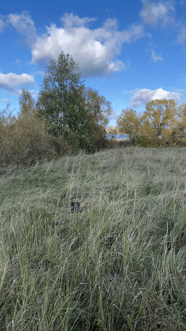 The Mighty Dachshund: Small Dog, Big Hunting Power The Mighty Dachshund: Small Dog, Big Hunting Power
