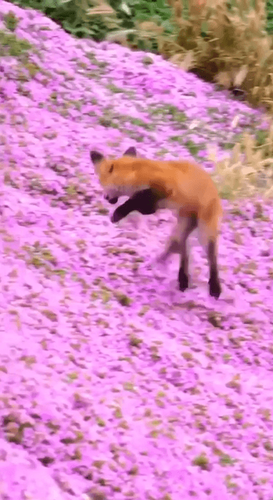 Fox and Spring
In early spring, foxes in the UK exhibit specific behaviors driven by the need to care for their young and adapt to changing environmental conditions. He