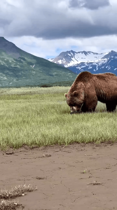 Alaska's Majestic Bears: A Guide to Understanding These Iconic Giants
Discover Alaska's diverse bear population, including grizzlies, black bears, and polar bears. Learn