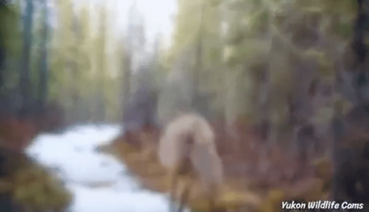 Animal crossroads. The place where all the trails intersect…
Look how lucky can be one well-installed camera trap f. Amazing video! I wonder if the person who installed