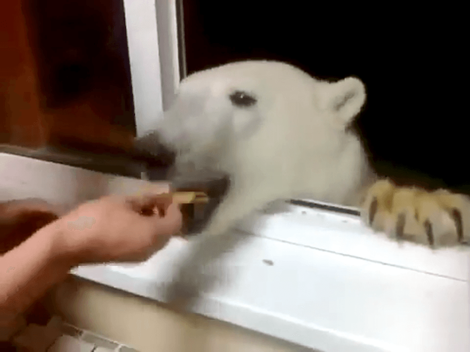 Five o’clock with polar bear.
If you decide to drink tea with cookies in the North of Russia, do not forget to treat the polar bear.
The number of polar bears is declin