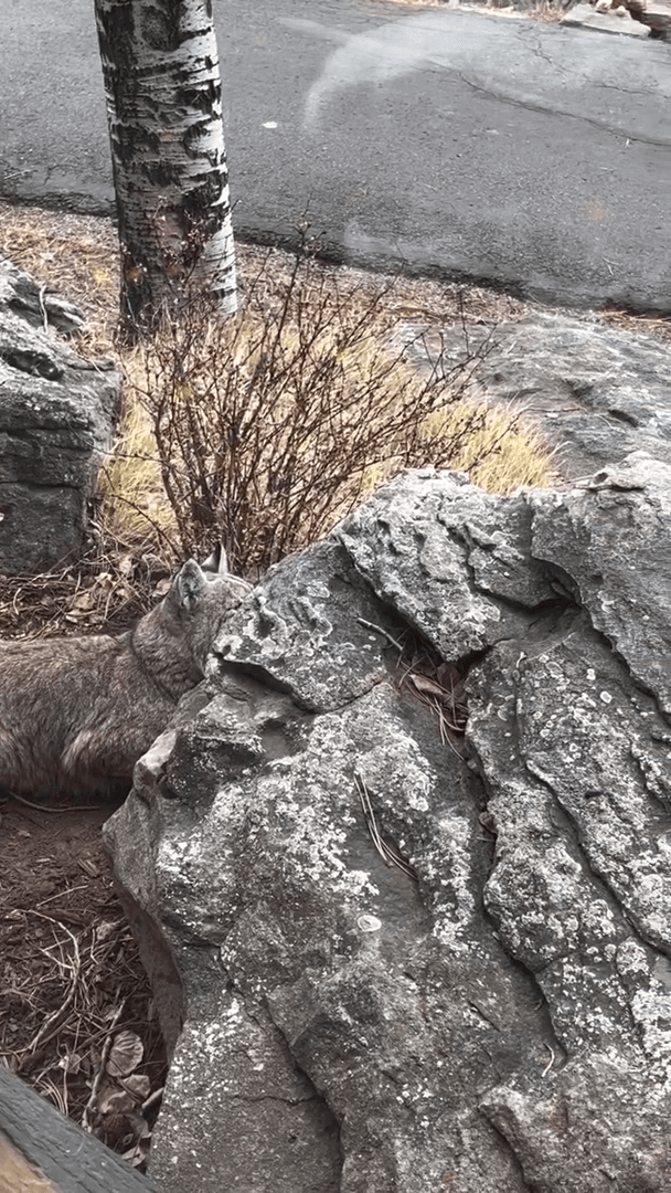 Lynx Hunts Squirrel – Caught on Camera
A lynx was recently filmed hunting a squirrel, showcasing its stealth and agility. This rare footage offers a unique glimpse into