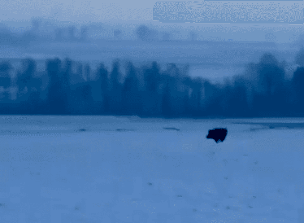 In recent years, Polish hunters have had many reasons to be proud. The number of wild boar is growing in Poland from year to year, and the number of medal trophies is mul