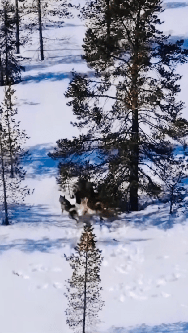 Bear hunting with Laika ( Russian husky )
On this video shown the most correct, typical LAIKA work (hunt) on a bear.
The Russian word LAIKA (лайка) is a noun derived f