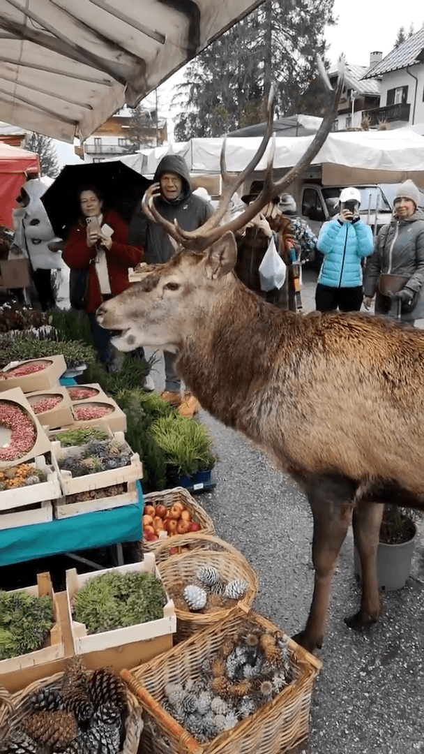 Il cervo è arrivato sul mercato per la caccia ai prezzi bassi! Prima di acquistare, prova sicuramente…
Negli ultimi anni, un fenomeno insolito ma sempre più frequente ha