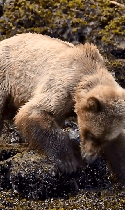 A young brown bear searches for food at low tide, looking for crabs or small fish under rocks.
A bear walks along the shore eating crabs and barnacles at low tide and gr