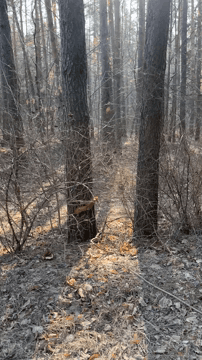 Встретила вот такое лесное чудо! Встретила вот такое лесное чудо!