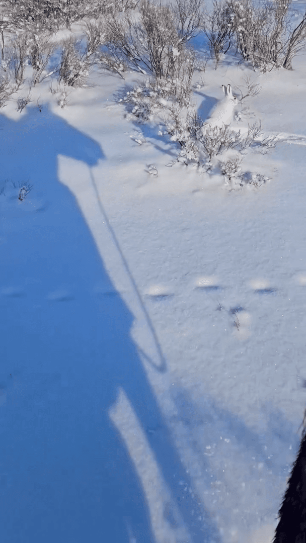 Hunting hares on horseback.