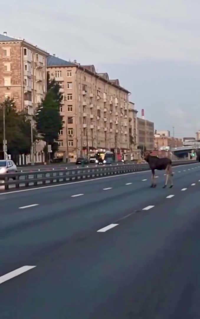 Лоси гуляют прямо по шоссе Энтузиастов в Москве.
У лосей начался брачный период, они могут чаще выходить на проезжую часть. Будьте осторожны.