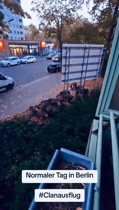 Video Wildschweine in den Straßen von Berilin.
Immer mehr Wildschweine leben in den Städten. Sie finden hier reichlich Nahrung und dürfen in der Regel nicht abgeschossen