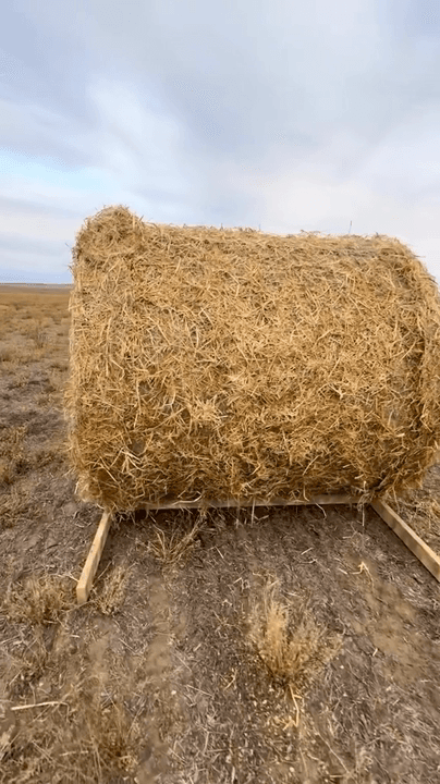 Are you ready for goose hunting?