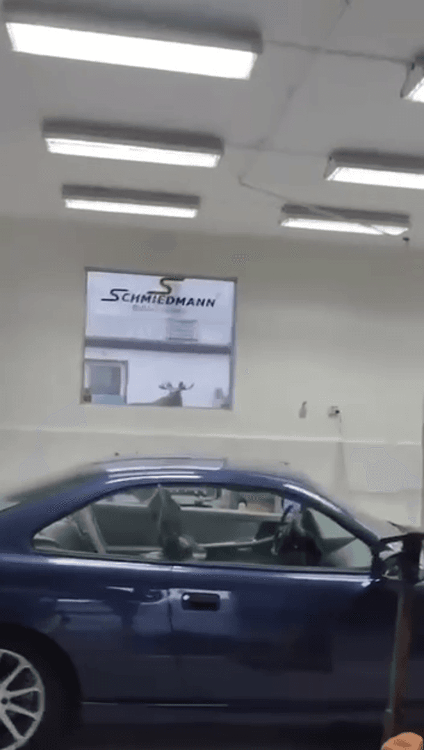 Дикий лось ворвался в шведский автосалон BMW и разгромил несколько раритетных машин.
Одной из жертв сохатого стала только покрашенная BMW 850i. Шокированному владельцу с