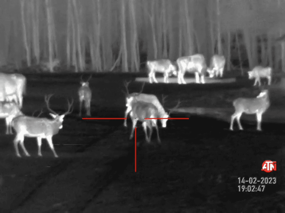 Honest Review of the ATN HD MARS 4.5-18 Thermal Scope from a Hunter's Perspective
As an avid hunter who has used the ATN HD MARS 4.5-18 thermal scope on multiple hunts