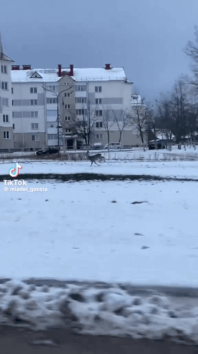 Дикие животные все чаще попадают в объективы смартфонов белорусов.
Снято видео 8 февраля в Мяделе.
Видео возле моей школы. Помню как-то к нам даже лиса во двор школы при