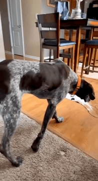 The Fly Hunter The Fly Hunter