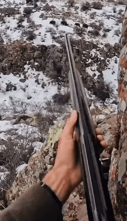 Kış zamanı Türkiye'de shotgun kullanılarak yapılan yaban domuzu avı, hem avcılar için heyecan verici bir etkinlik, hem de çevreye ve insanlara zarar veren bu hayvanların