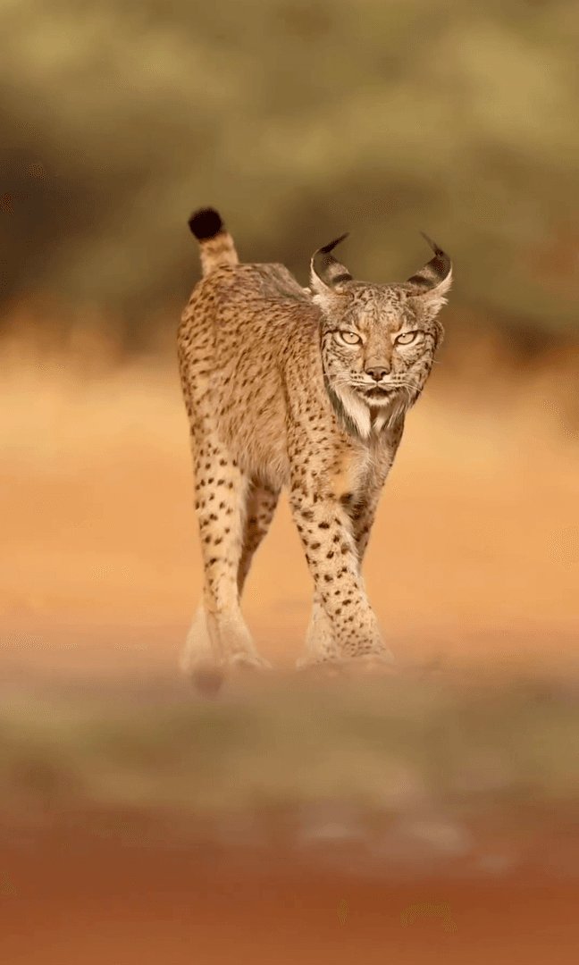 El lince ibérico o lince español o lince sardo o lince ibérico (Lynx pardinus) es una especie de la clase de mamíferos del orden carnívoros de la familia Felidae.
Anteri