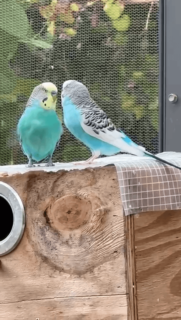 Экзотические бабочки и птицы Экзотические бабочки и птицы