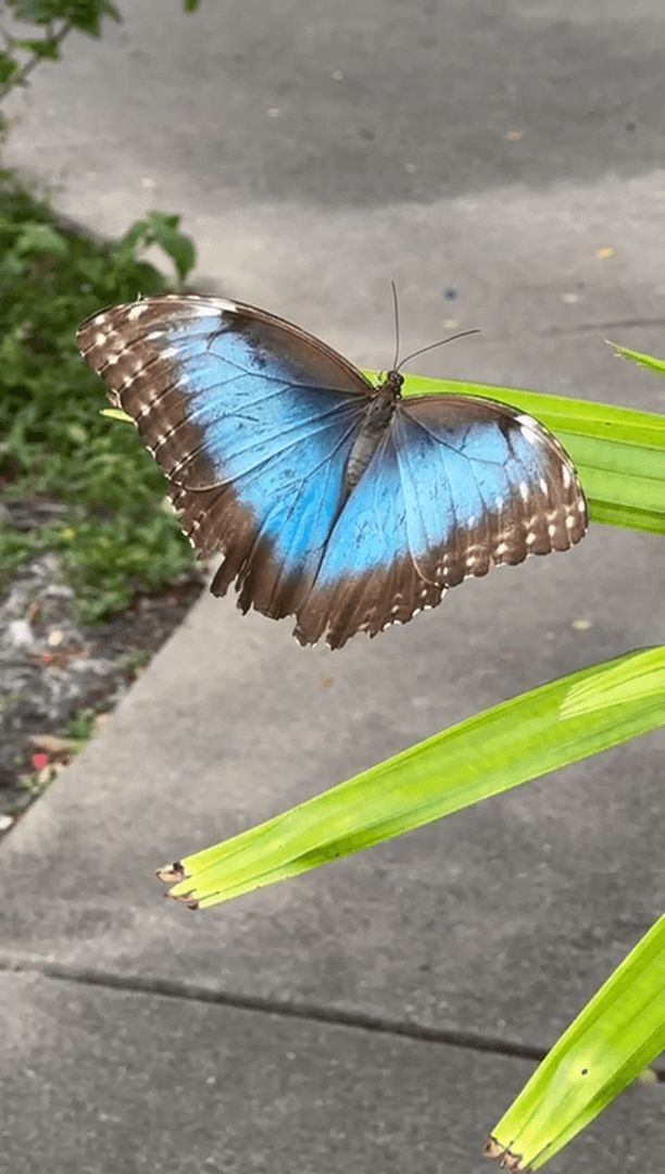 Экзотические бабочки и птицы Экзотические бабочки и птицы
