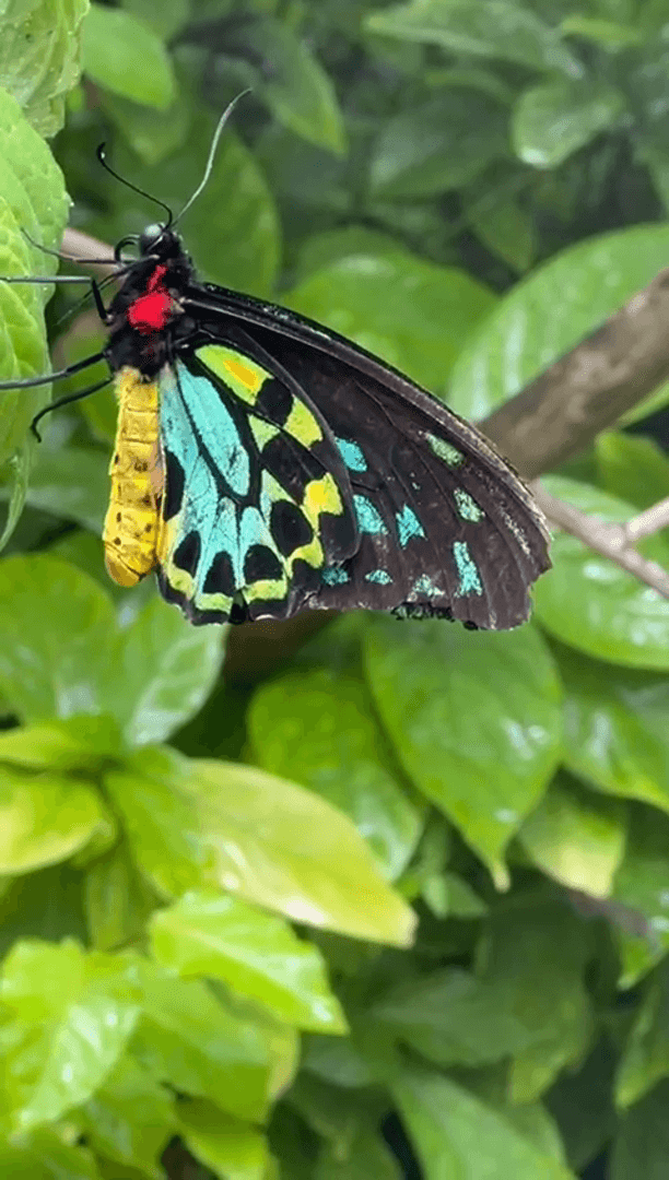 Экзотические бабочки и птицы Экзотические бабочки и птицы