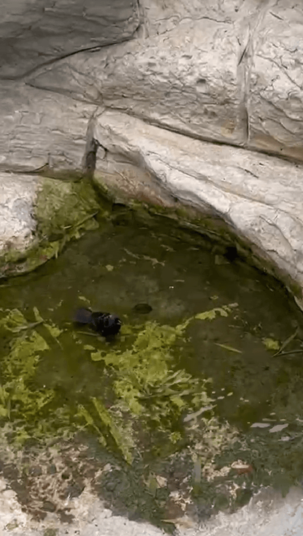 Экзотические бабочки и птицы Экзотические бабочки и птицы