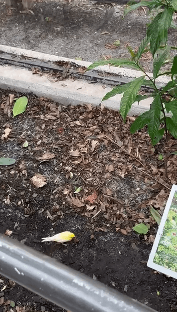 Экзотические бабочки и птицы Экзотические бабочки и птицы