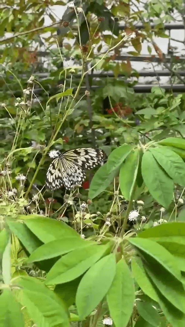 Экзотические бабочки и птицы Экзотические бабочки и птицы
