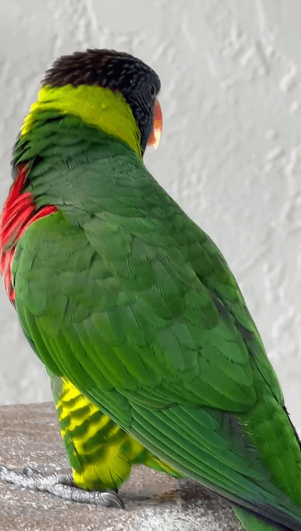 Экзотические бабочки и птицы Экзотические бабочки и птицы