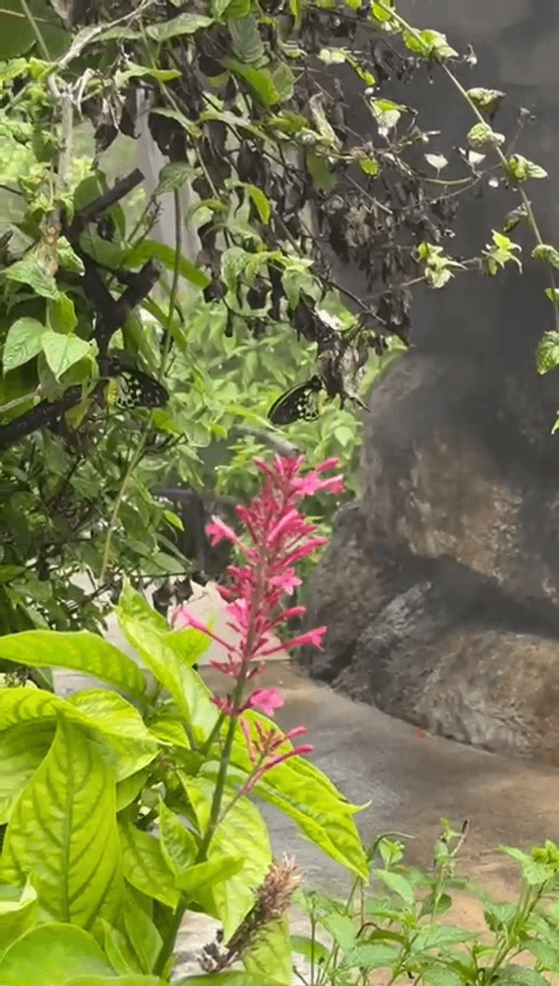 Экзотические бабочки и птицы Экзотические бабочки и птицы