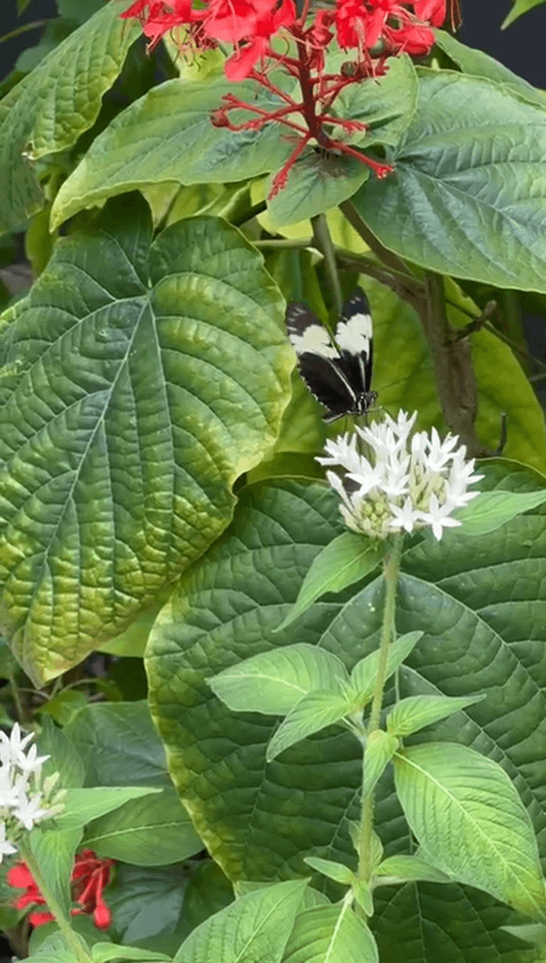 Экзотические бабочки и птицы Экзотические бабочки и птицы