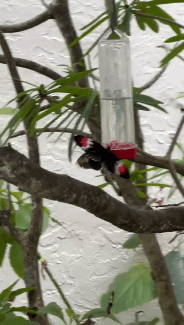 Экзотические бабочки и птицы Экзотические бабочки и птицы