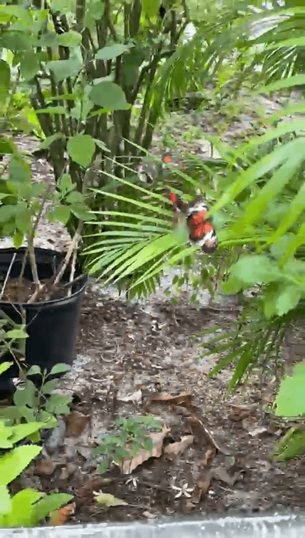 Экзотические бабочки и птицы Экзотические бабочки и птицы